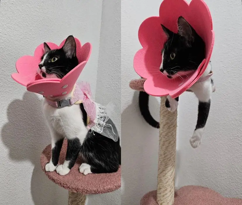 Collar isabelino en forma de flor 